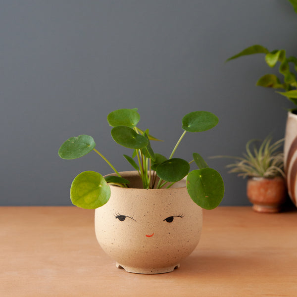 Coy Planter (Saucer sold separately)